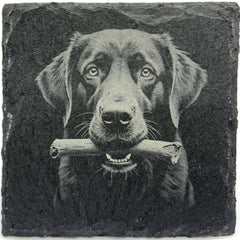 Collection image for: Dogs