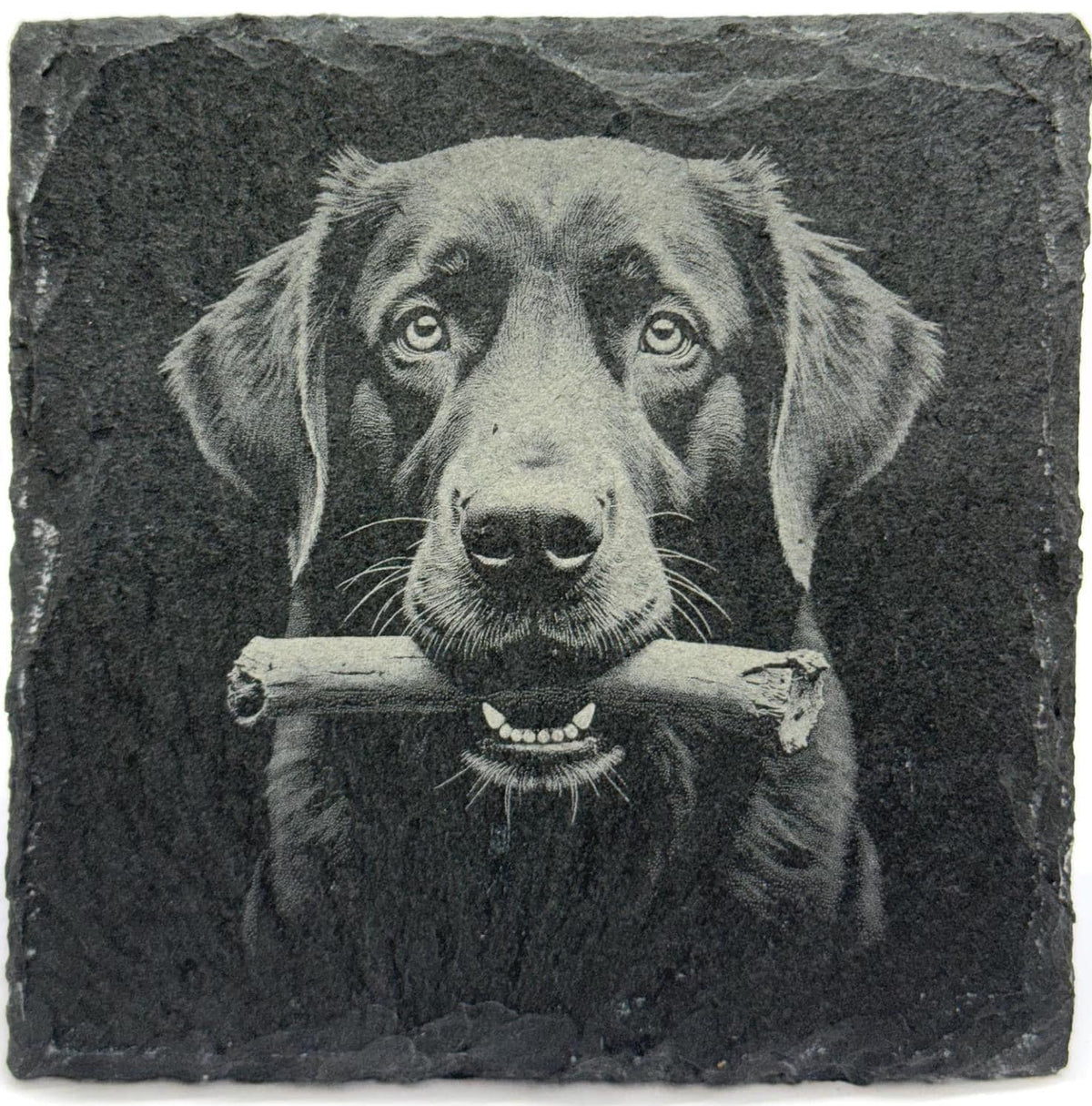 Dogs