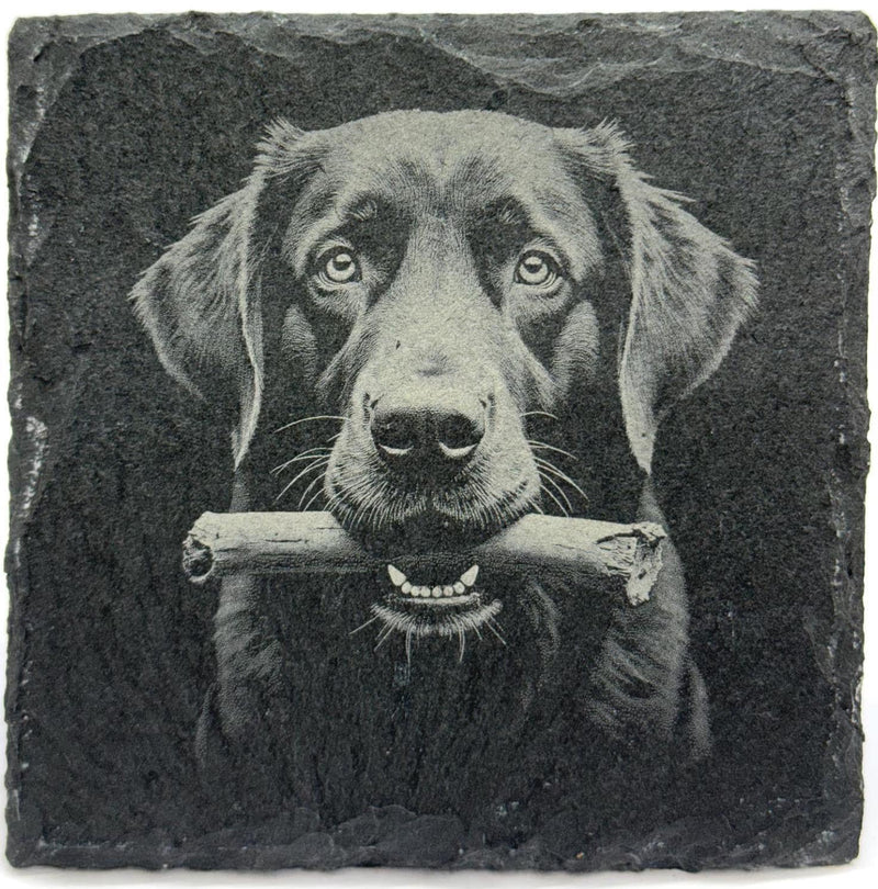 Dogs