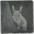 Playful Squirrel Peeking from a Tree – Engraved Slate Coaster