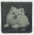 Pomeranian Slate Coaster – Engraved Pom Dog Portrait