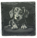Dachshund Dog Slate Coaster – Realistic Pet Art