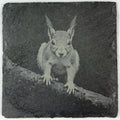 Adventurous Little Squirrel on a Branch – Cute Slate Coaster
