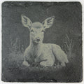 Peaceful Baby Fawn Resting in the Grass – Engraved Slate Coaster