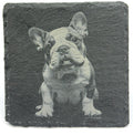 English Bulldog Drink Coasters – Cute Bulldog Expressions, Dog Lover Gift