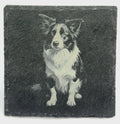 Border Collie Gaze Slate Coaster – Classic Farm Dog Artwork