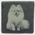 Pomeranian Dog Slate Coaster – Realistic Pet Art