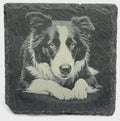 Border Collie Portrait Slate Coaster – Intelligent Herding Dog Art