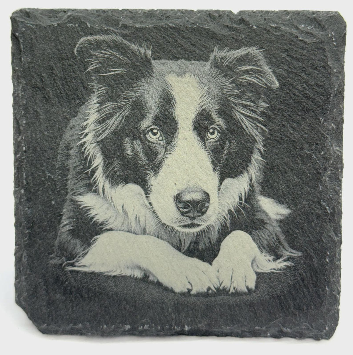 Border Collie Portrait Slate Coaster – Intelligent Herding Dog Art