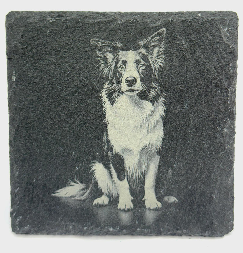 Border Collie Dog Slate Coaster – Detailed Working Breed Illustration