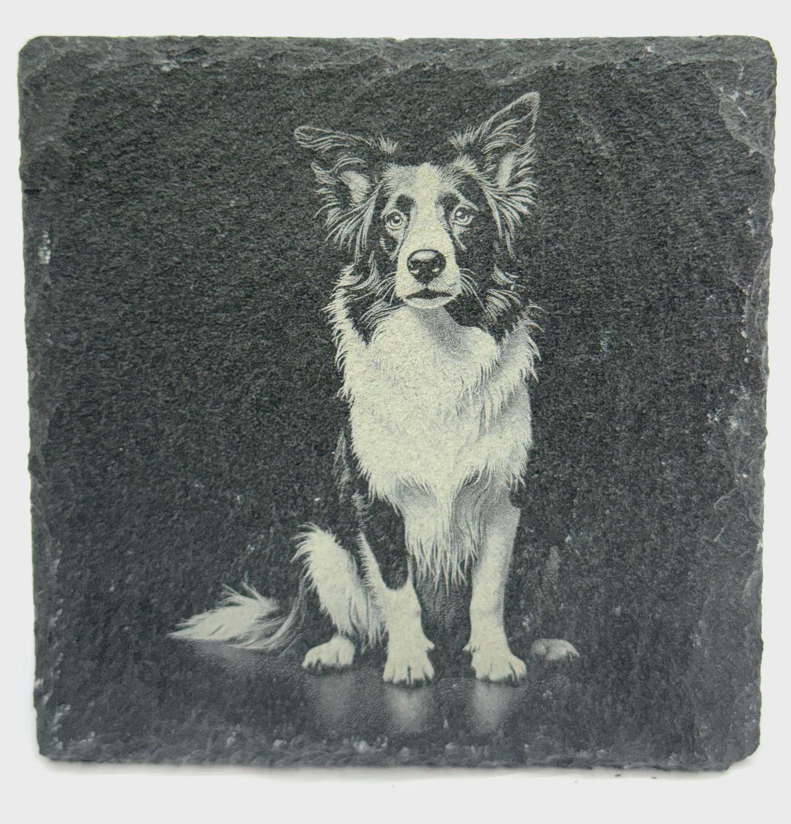 Border Collie Dog Slate Coaster – Detailed Working Breed Illustration