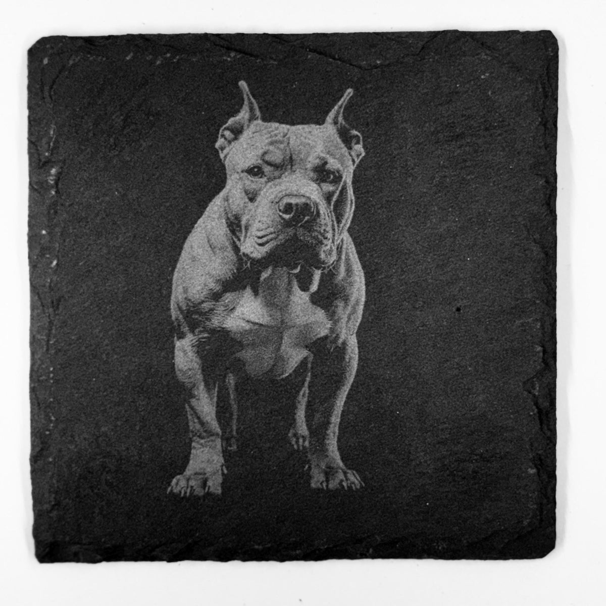American Bulldog Dog Slate Coaster – Calm Power and Presence