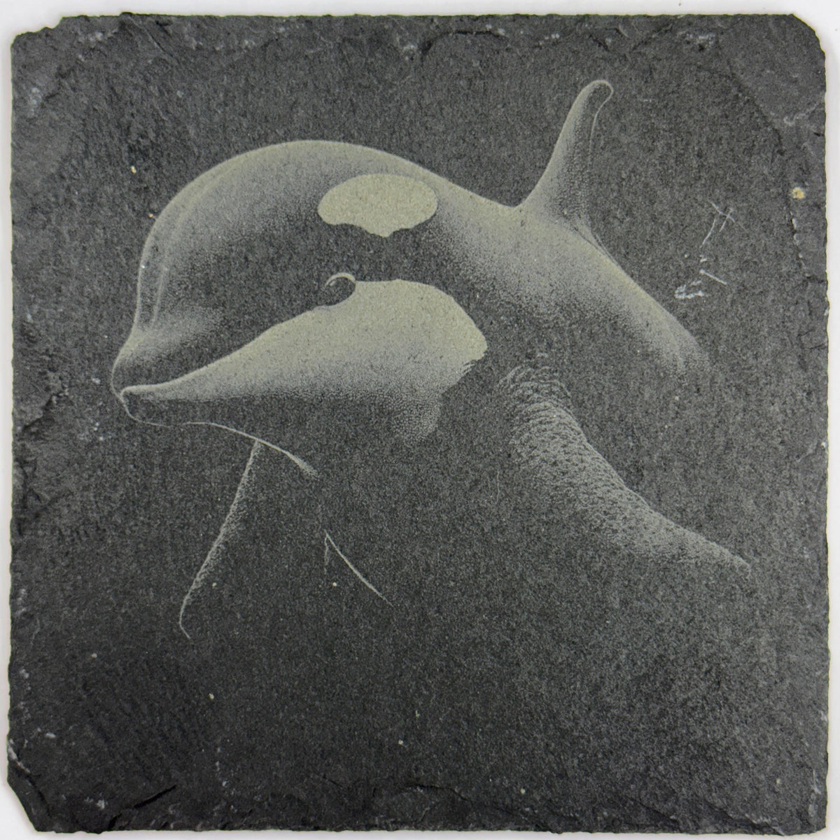 Gentle Orca Underwater Portrait – Engraved Slate Coaster