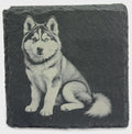 Husky Dog Slate Coaster – Detailed Northern Breed Illustration