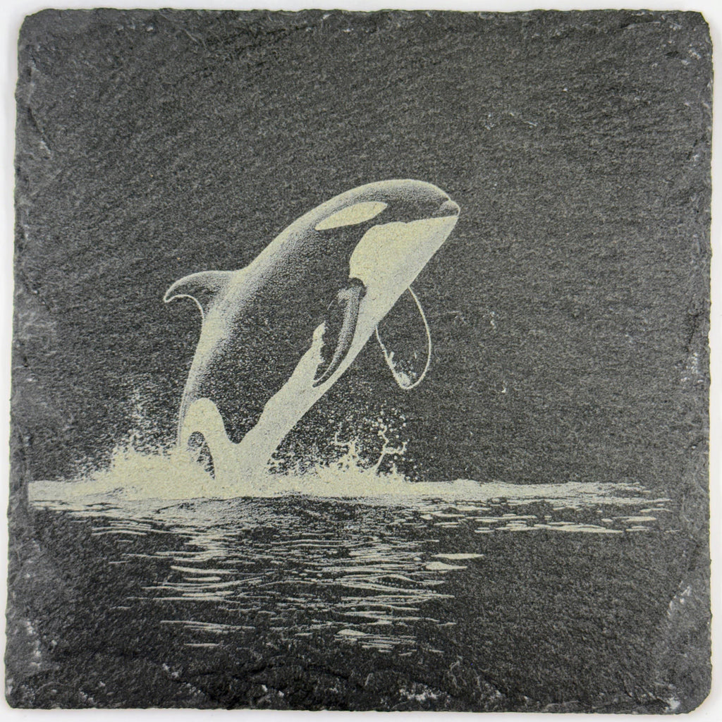 Powerful Orca Rising from the Water – Engraved Slate Coaster
