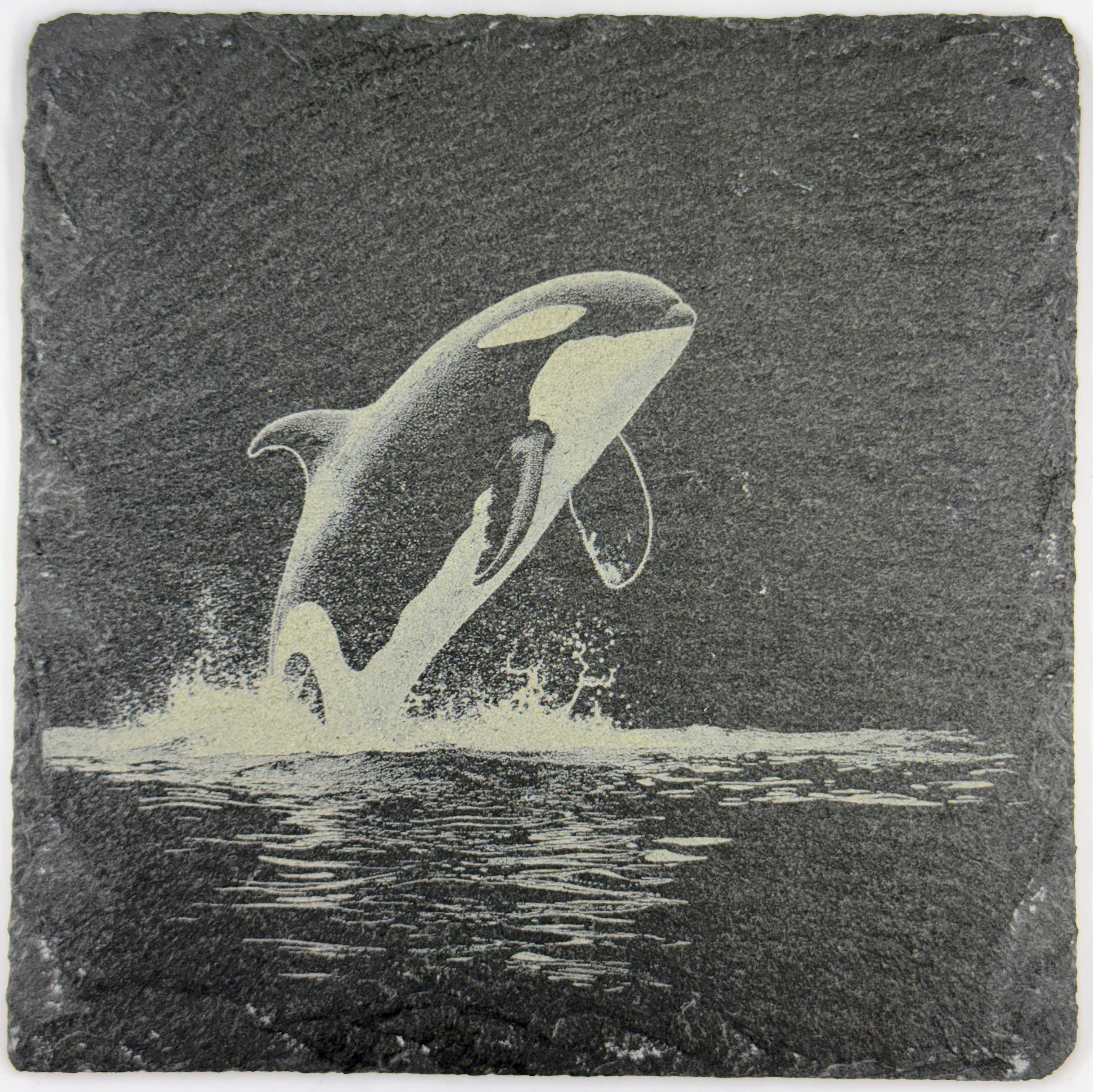 Powerful Orca Rising from the Water – Engraved Slate Coaster