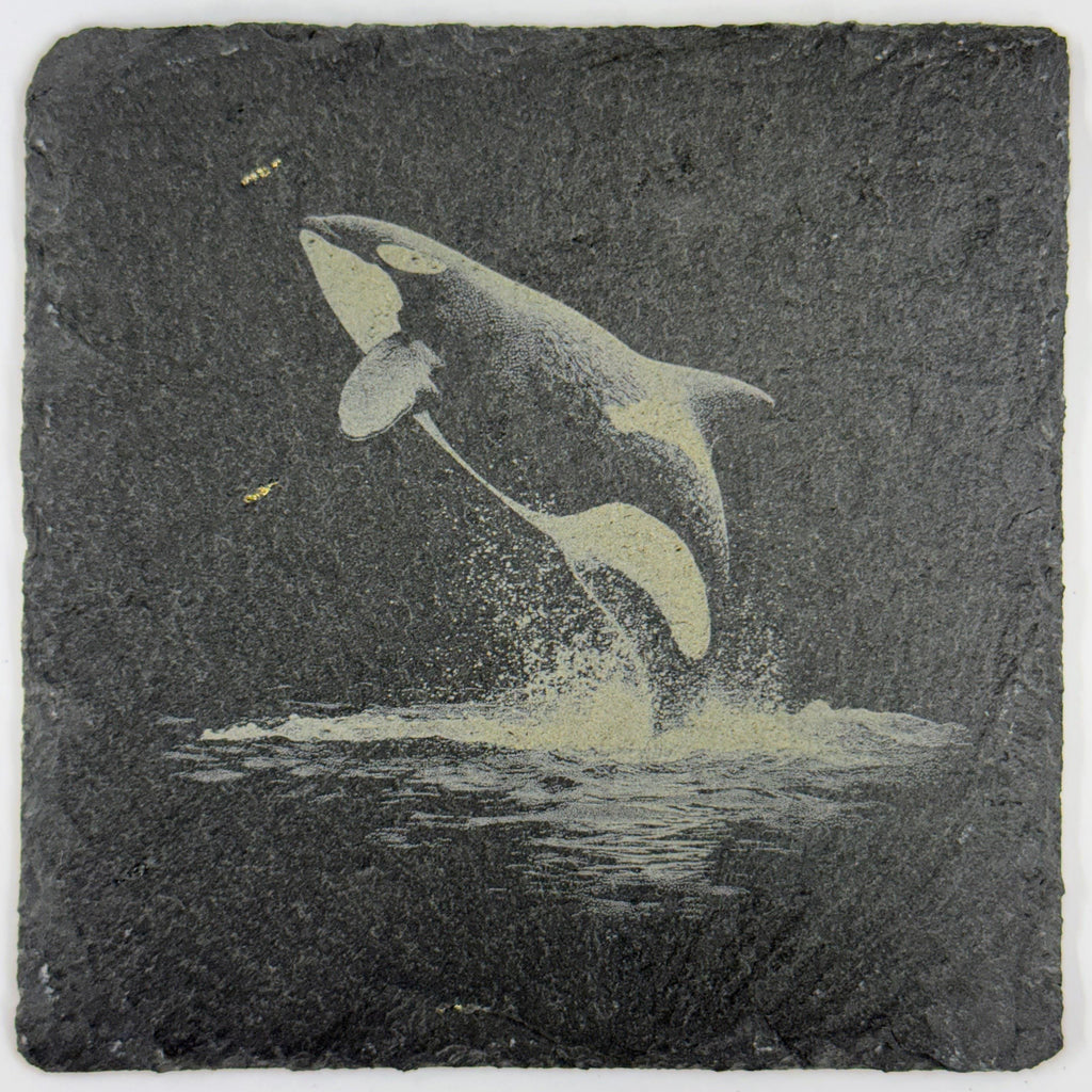 Playful Orca Breaching with a Splash – Engraved Slate Coaster