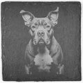 Bold American Bulldog Slate Coaster – Loyal Expression Artwork