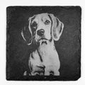 Beagle Dog Portrait Slate Coaster – Sweet Expression Artwork