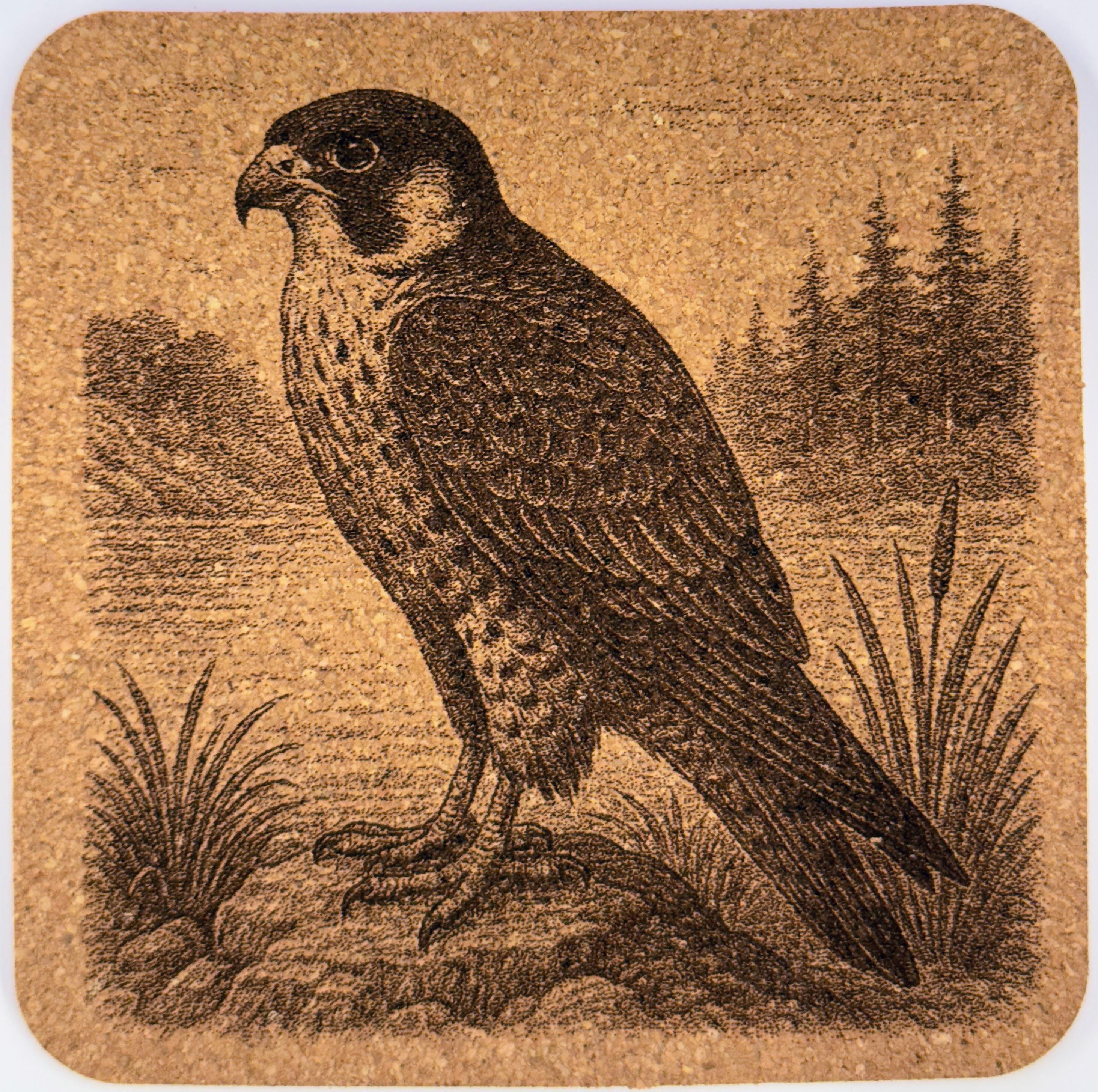 Peregrine Falcon Perched – Pacific Northwest Raptor Cork Coaster