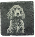 Cocker Spaniel Dog Slate Coaster – Realistic Pet Art