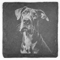 Noble Great Dane Slate Coaster – Soft Eyes and Tall Presence