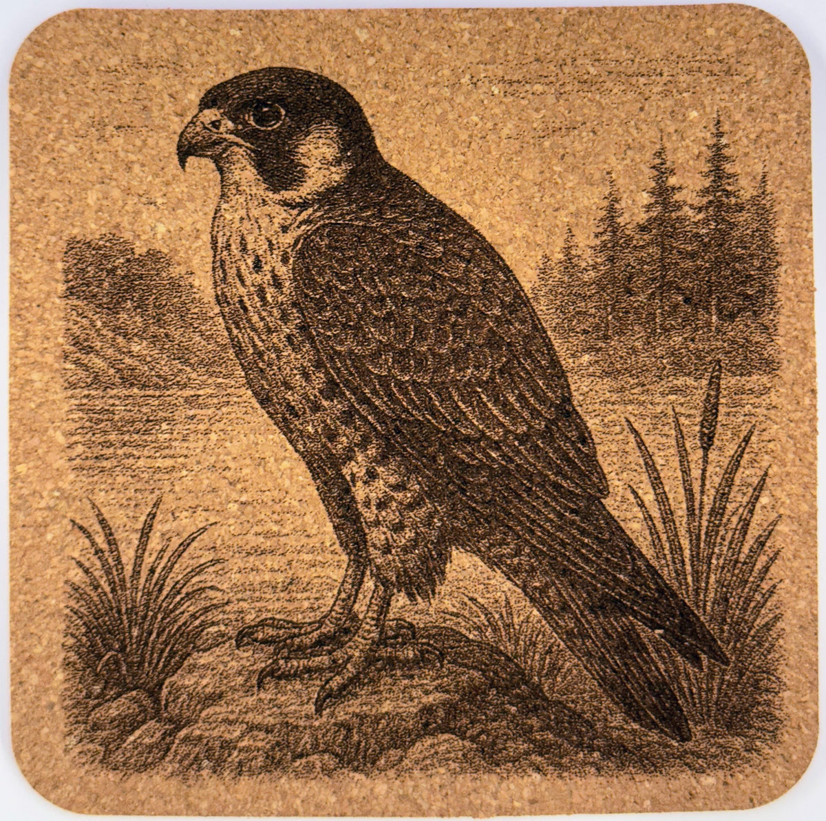 Engraved PNW Birds Cork Coaster Set: Pacific Northwest Wildlife