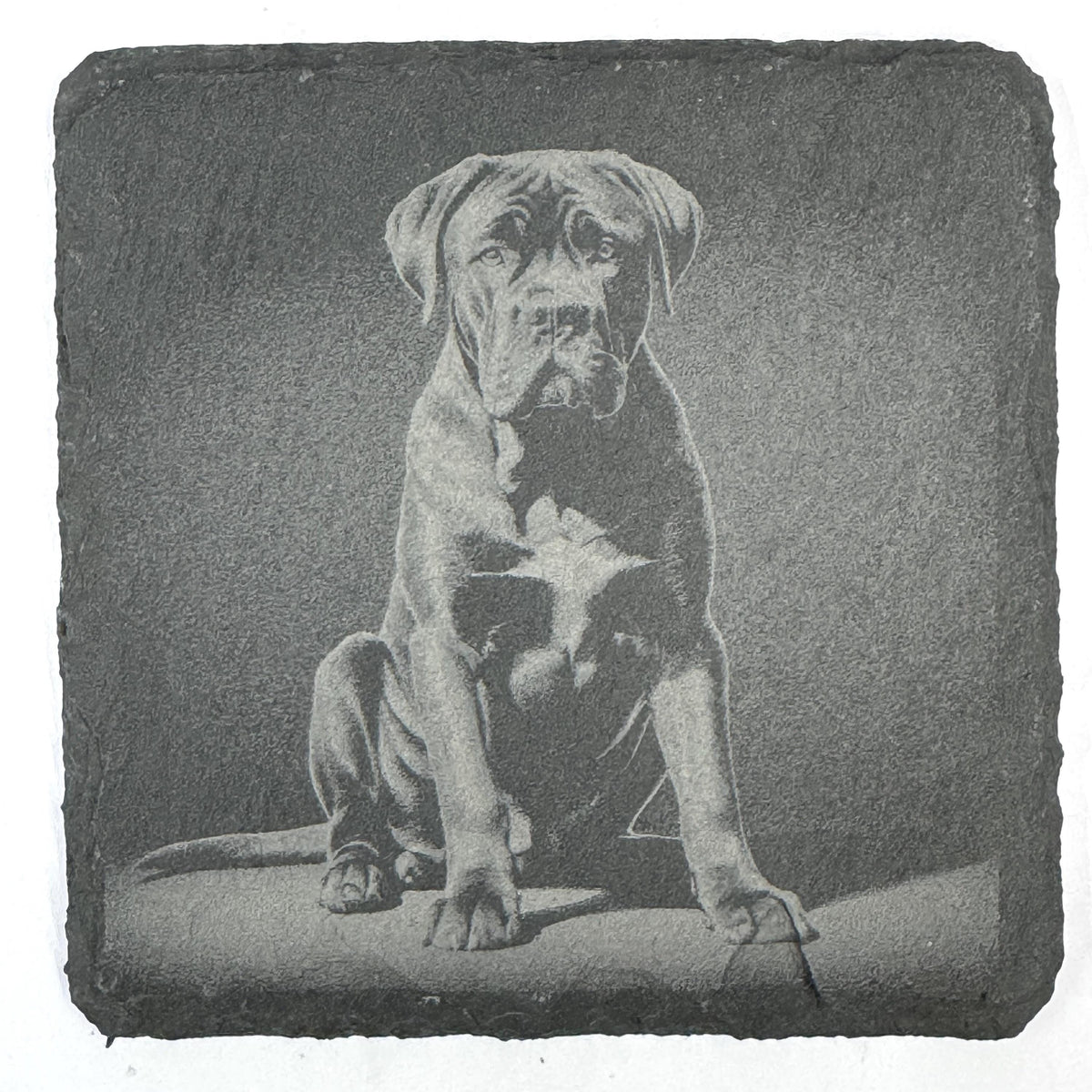 Powerful Cane Corso Dog Portraits Set of 4 Laser Engraved Slate Coasters