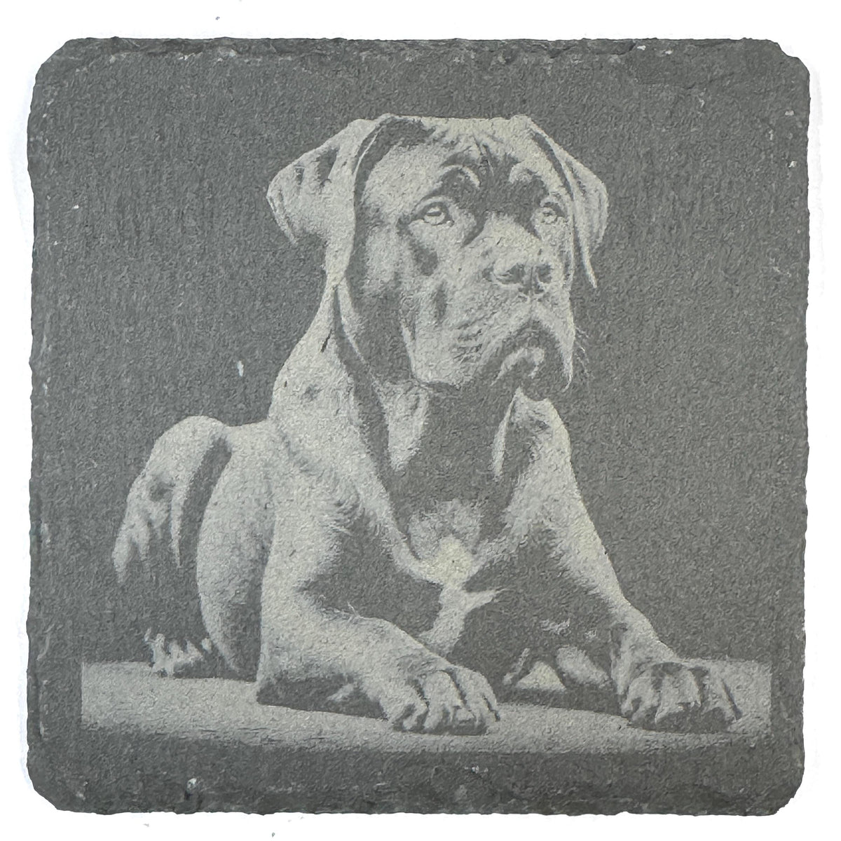 Powerful Cane Corso Dog Portraits Set of 4 Laser Engraved Slate Coasters