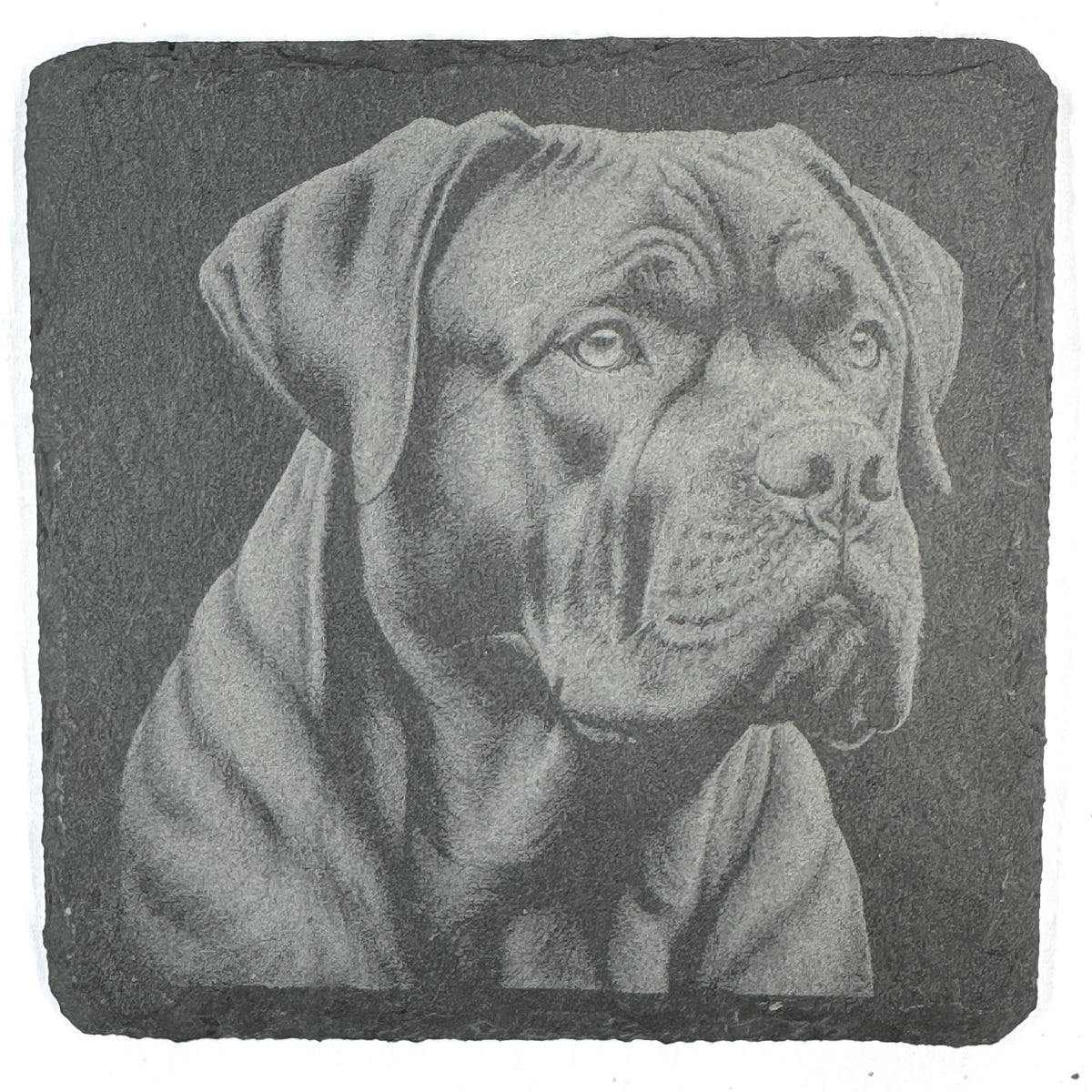 Powerful Cane Corso Dog Portraits Set of 4 Laser Engraved Slate Coasters