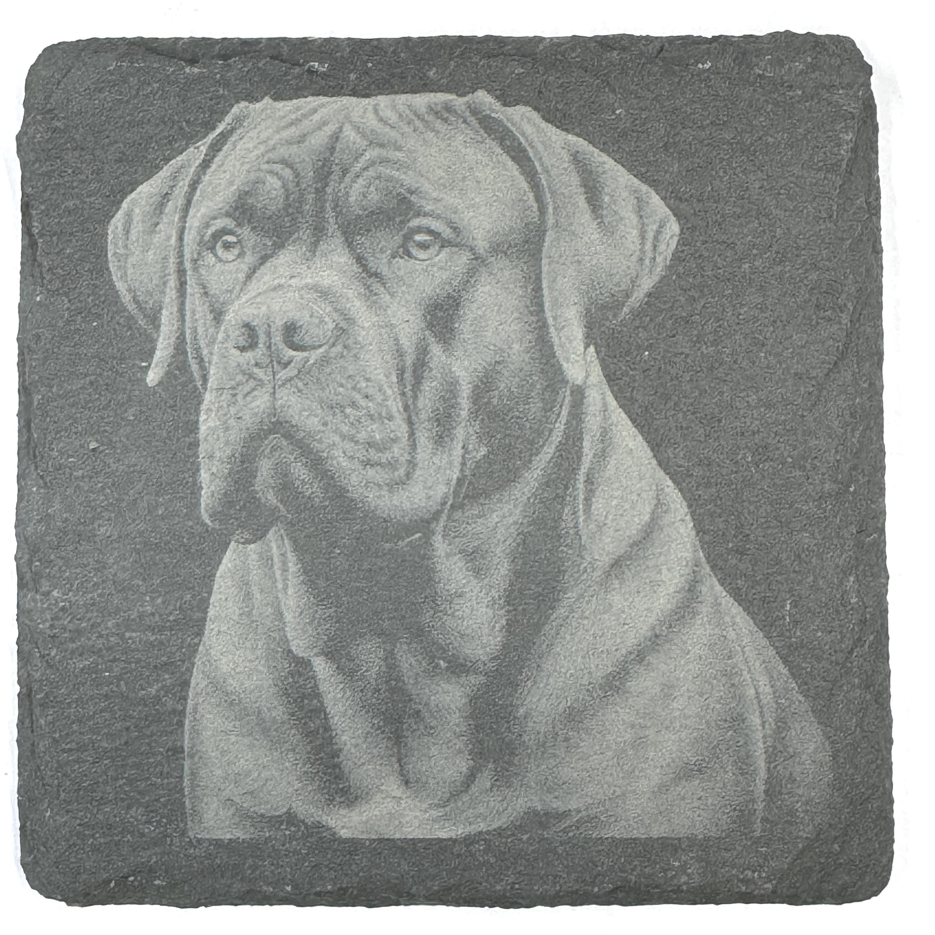 Powerful Cane Corso Dog Portraits Set of 4 Laser Engraved Slate Coasters